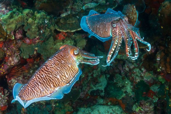 Bagaimana Hewan Laut Melindungi Diri dari Pemangsa?