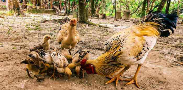 Peran Penting Hewan dalam Pertanian Berkelanjutan