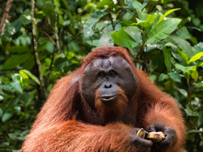 Fakta Unik Tentang Hewan-Hewan yang Hidup di Hutan Tropis